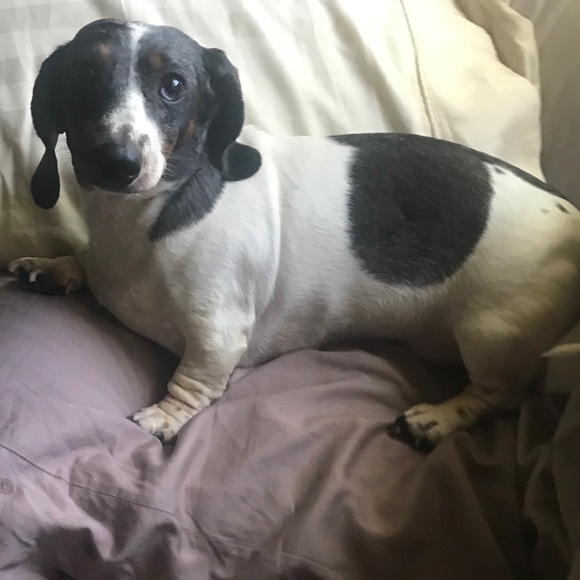 Meet your Posher, 𝐿𝑦𝑛𝑒𝑡𝑡𝑒 - Picture 3 of 4